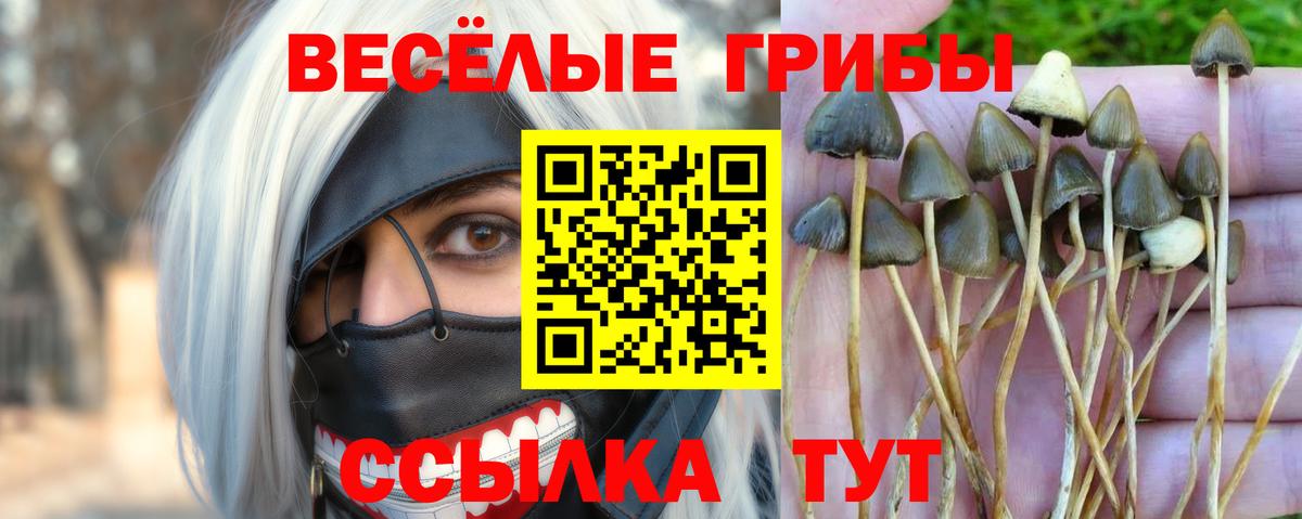 Псилоцибиновые грибы мицелий Петропавловск-Камчатский